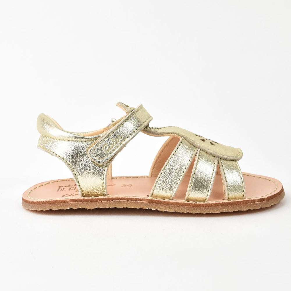 Aster Dingolette Oro